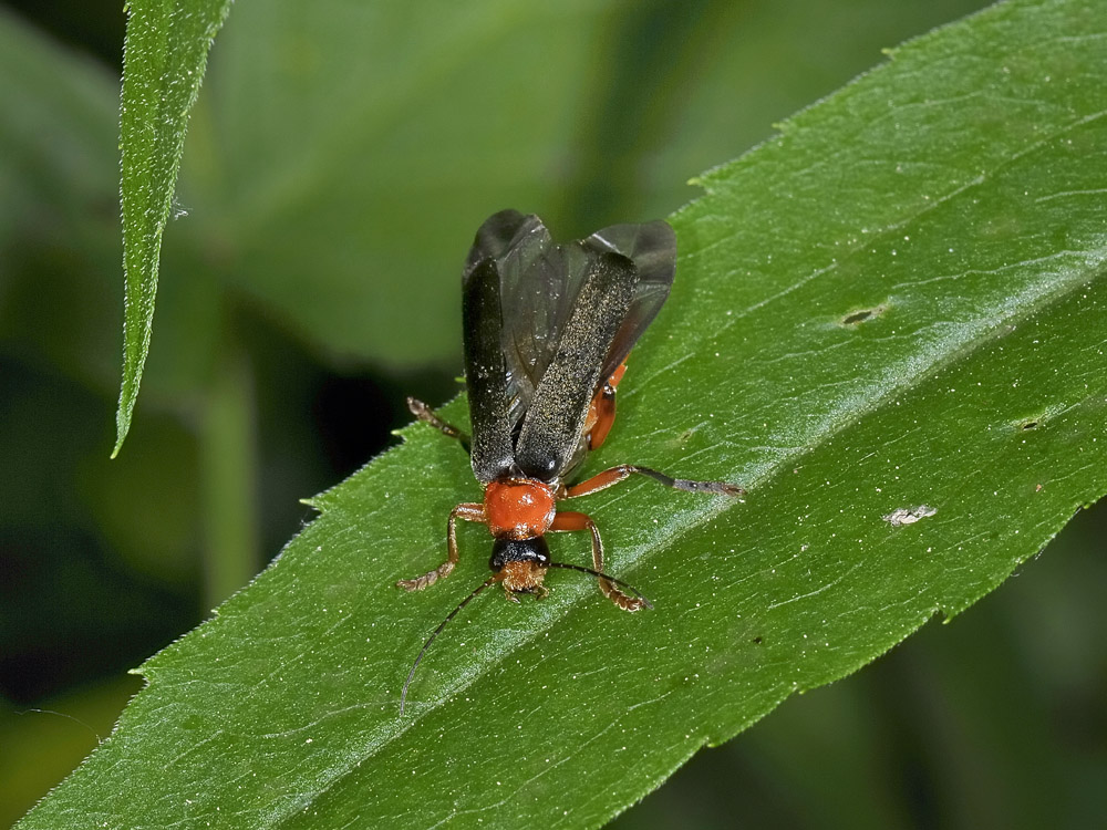 Fasi di volo di Cantharis pellucida